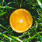 Orange Candle
